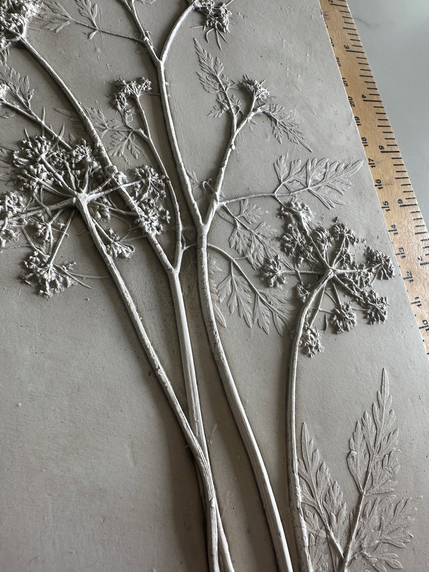 Cow Parsley Botanical Cast