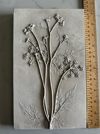 Cow Parsley Botanical Cast