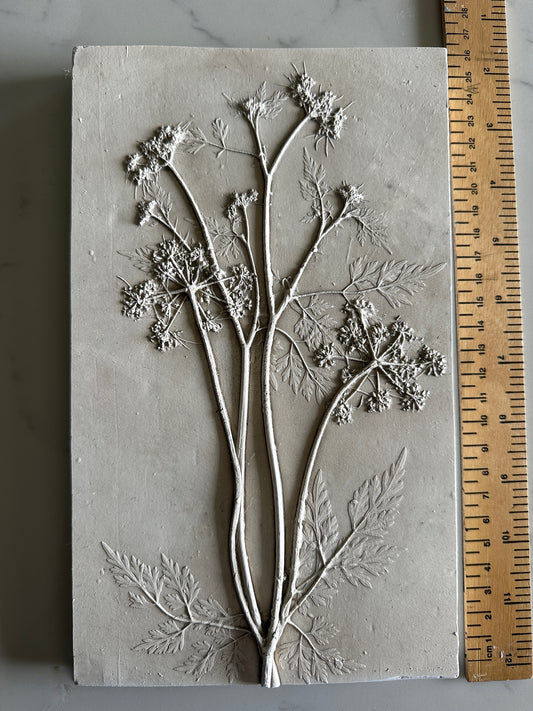 Cow Parsley Botanical Cast
